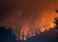 Ein Waldbrand im Nadelwald - Waldbrände - Ursachen und Prävention