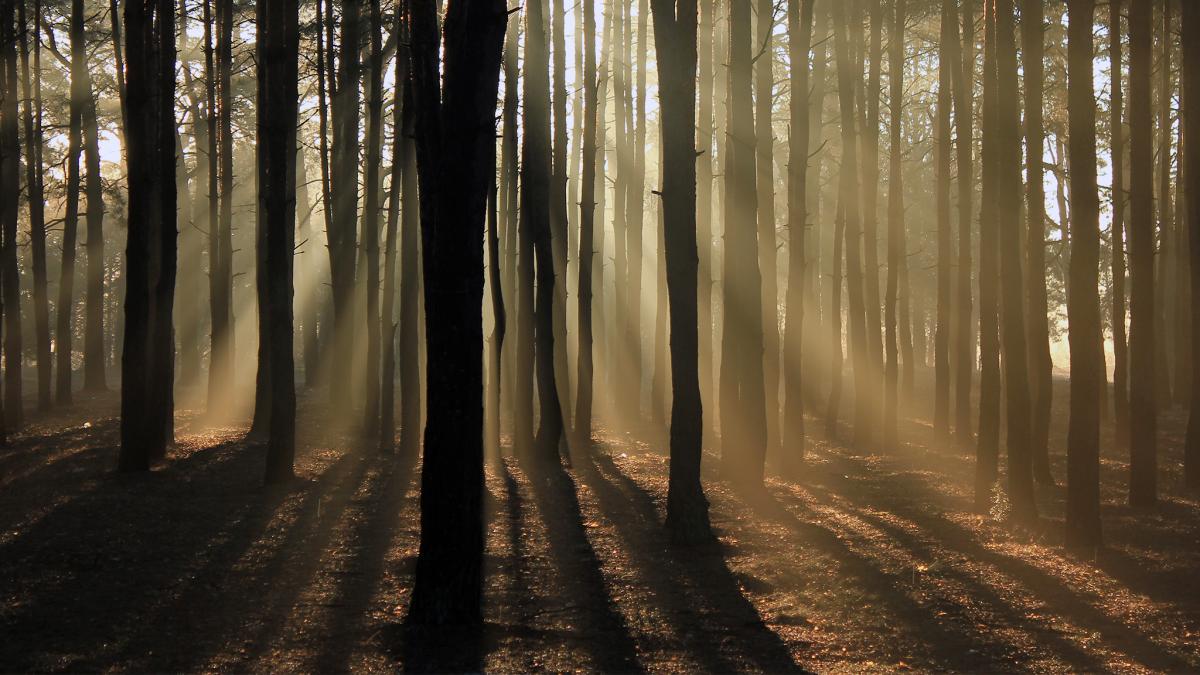 Licht ist Leben auf Waldhilfe: Wie Bäume im Wald von Licht profitieren