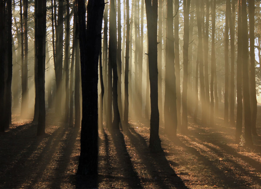 Urwald in Deutschland Gibt es den noch? Waldhilfe.de