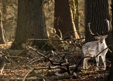 Wildlebende Säugetiere sind ein wichtiger Bestandteil unserer Natur. Doch sie können im Wald auch Schäden verursachen - Wildschäden vermeiden