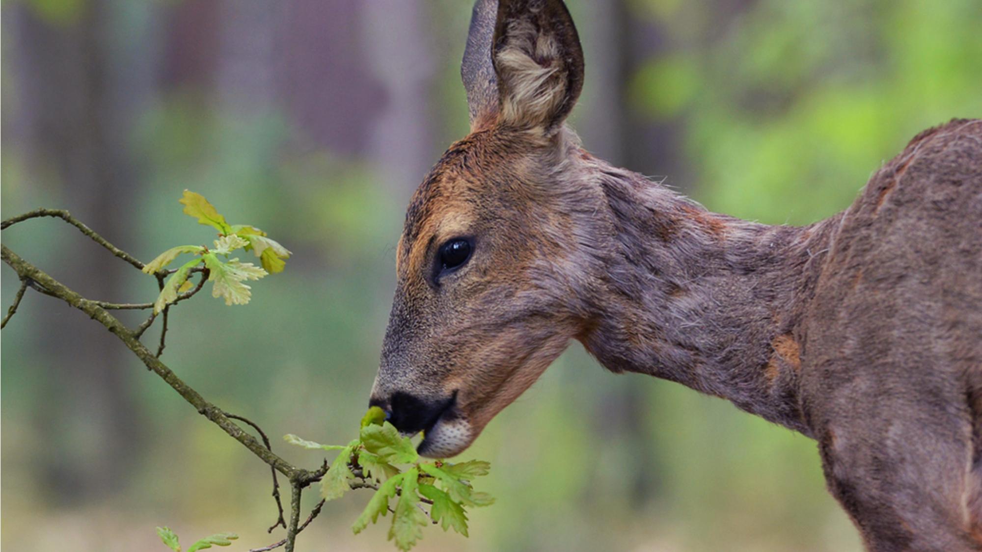 Wildschäden im Wald: über Verbissschäden, Fegeschäden und Co.
