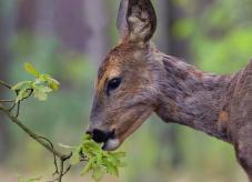 Ein fressendes Reh - Wildschäden im Wald