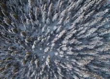 Ein verschneiter Fichtenwald - die schmalen Kronen sind eine Anpassung an die Last des Schnees - Eis und Schnee im Wald