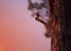 Ein Kleiber sitzt bei Abendrot auf einem abgestorbenen Kiefernast -Schutzgebietskategorien (Naturschutzgebiete und Co.)
