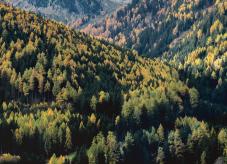 Ein vielfältiger Bergmischwald -Strukturvielfalt