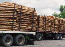 Holztransporter - Abnehmer für Holz