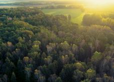 Ein Wald in der Sonne - Waldpflege