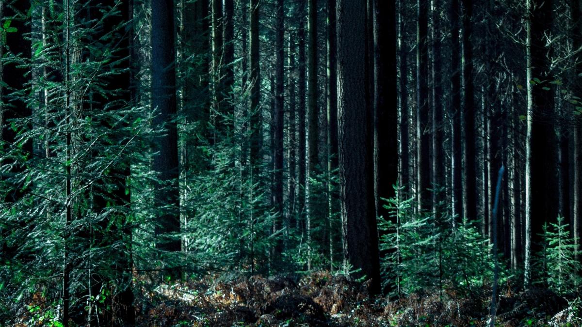 Was ist Waldbau? ber Bewirtschaftung und Pflegemanahmen im Wald