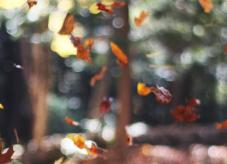 Herbstlaub im Wald - Wald vererben