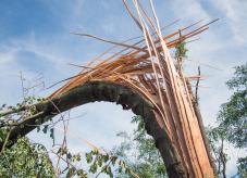 Eine zersplitterte Buche - ein eindrucksvolles Beispiel für einen Sturmschaden - Sturmschäden im Wald