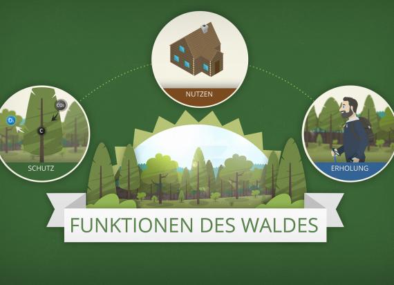 Wald verkaufen: Was Sie beim Verkauf von Wald beachten sollten