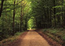 Waldbaden für die Gesundheit