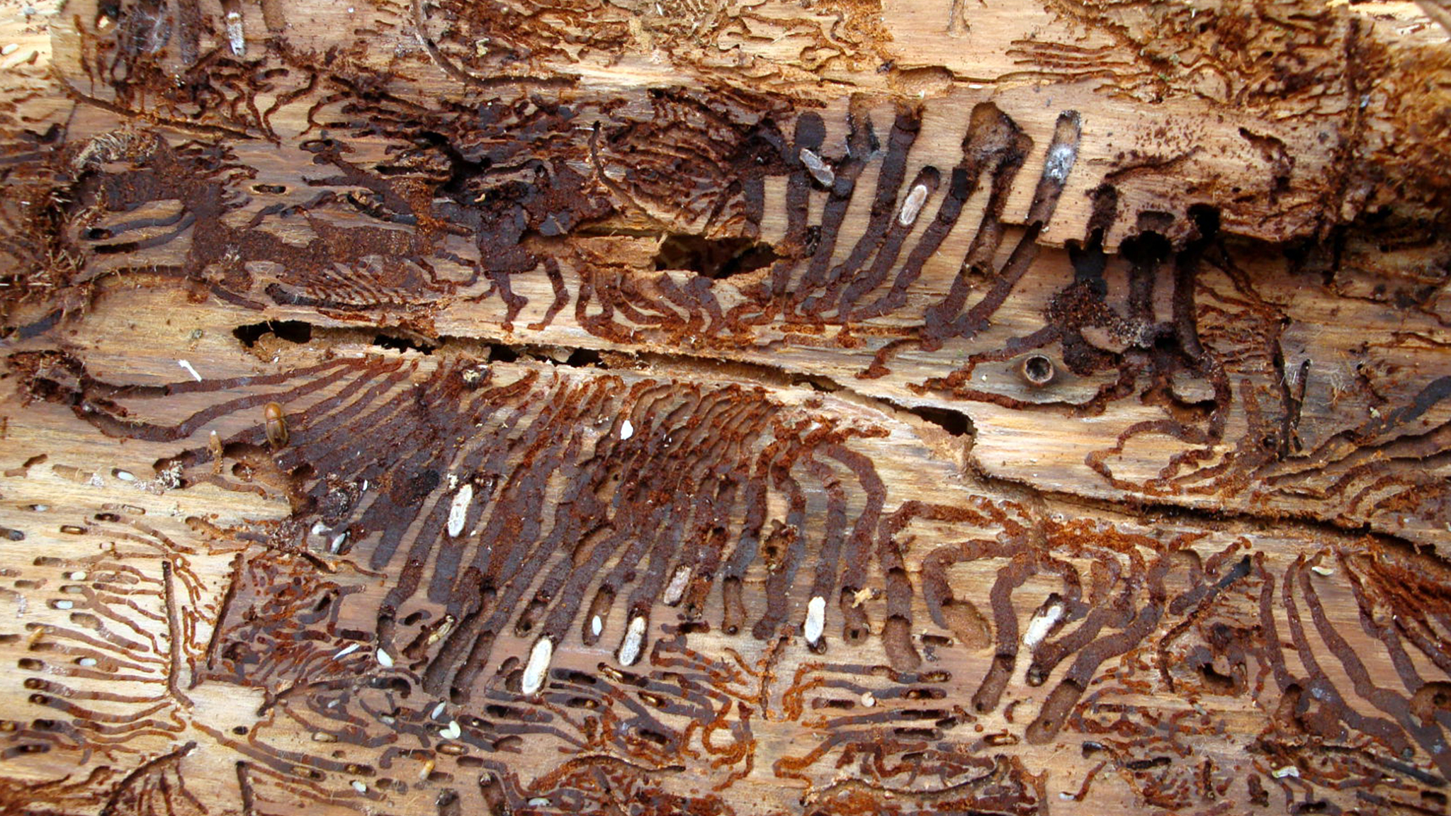 короед жук древоточец личинка. подземный тоннель. жук короед типограф следы. жук короед типограф короед. река неглинная в москве под землей.