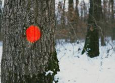 Auszeichnen von Bäumen auf Waldhilfe