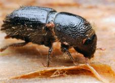 Ein Borkenkäfer aus der Nähe -Schädliche Insekten im Wald