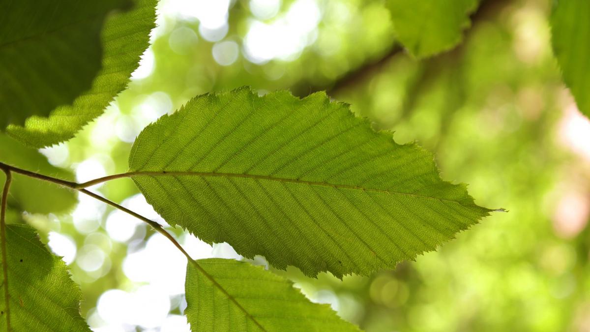 Laubbäume bestimmen heimische blätter Laubbaumarten in