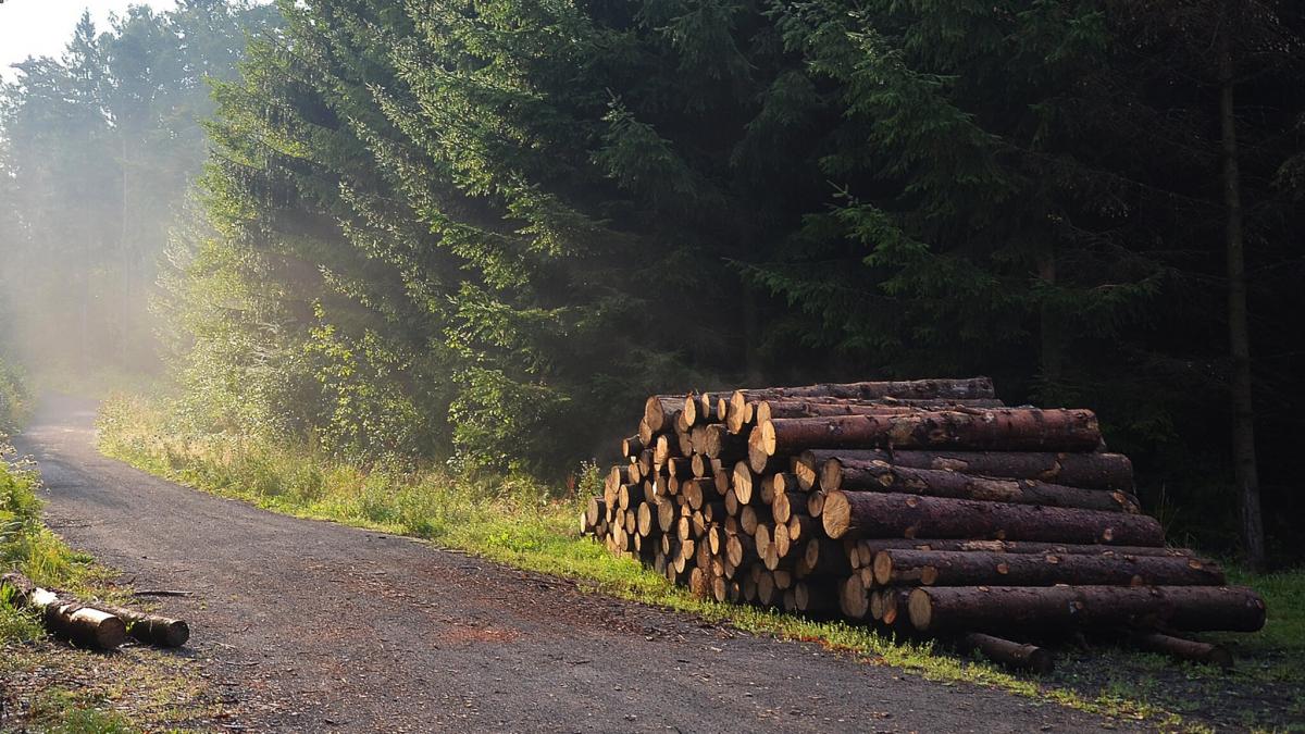 Raummeter holz berechnen | Holzpreis fair berechnen mit ...