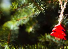 Weihnachtsbaum kaufen 2019