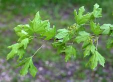 Junge Feldahornblätter im Frühjahr - Baum des Jahres 2015