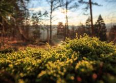 Standort Wald: Der Boden hat entscheidenden Einfluss