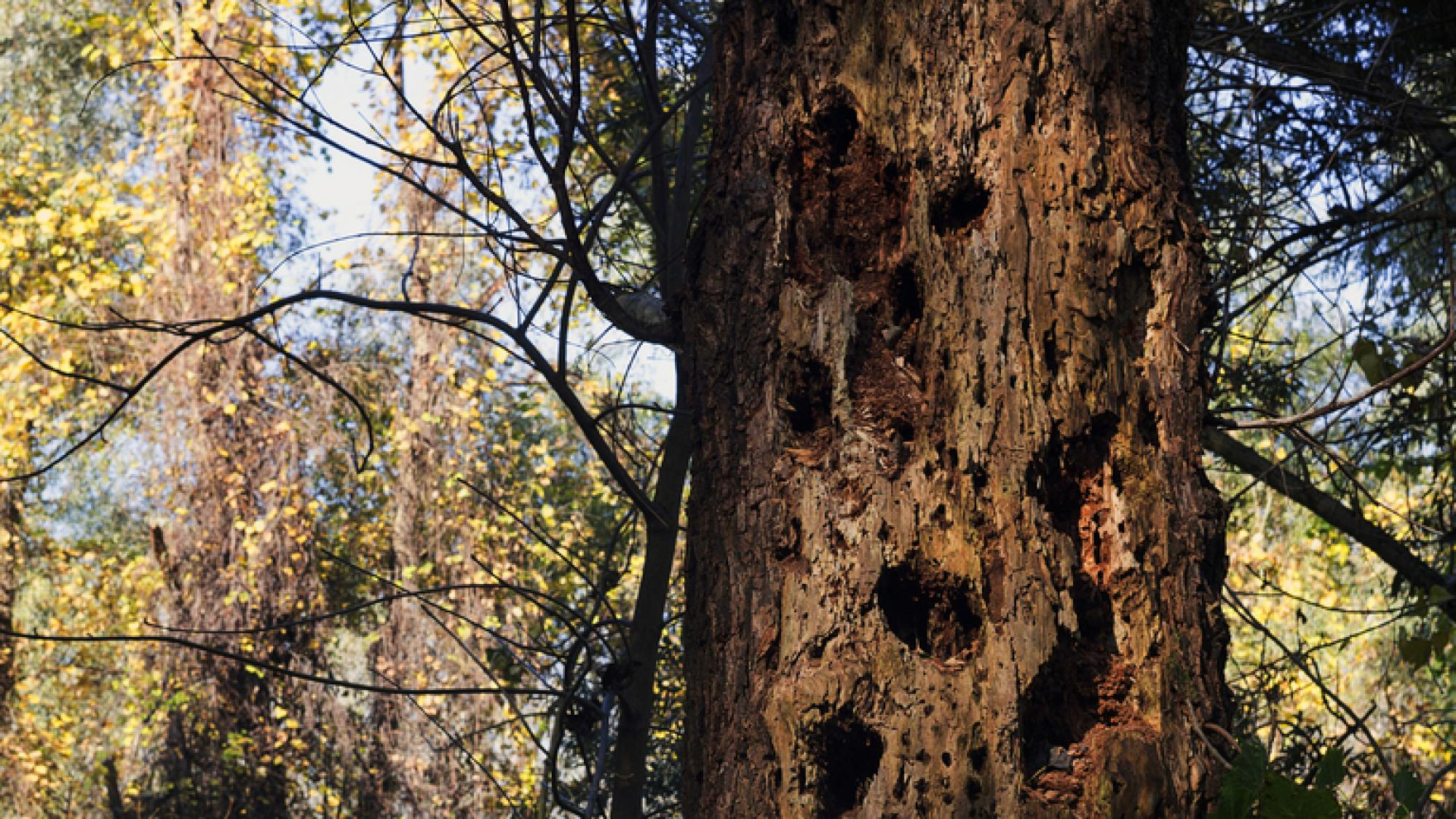 Totholz im Wald: Wichtig für Tiere und Boden