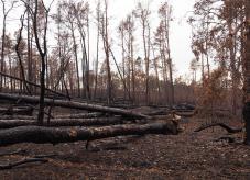 Verkohlte Bäume - Waldbrand-Totholz-Dilemma