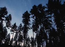 Ein Wald in der Dämmerung - Wald verkaufen