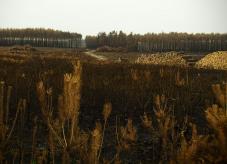 Waldbrandfläche in Treuenbrizten