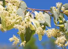 Lindenblüten sehen eher unscheinbar aus - Baum des Jahres 2016